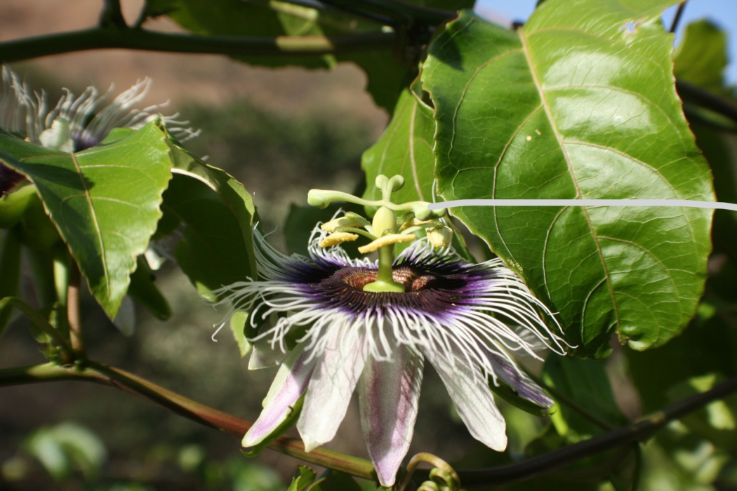 the 3 styles and stigma of the passion fruit flower