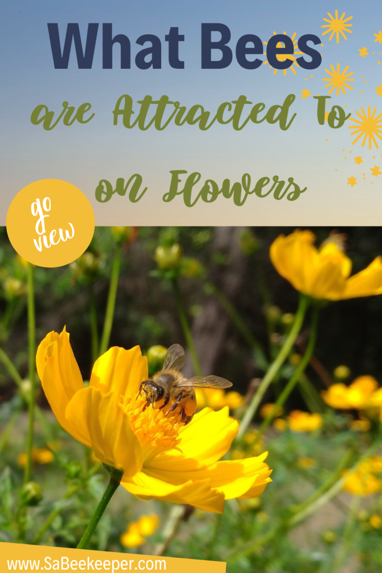 What bees are attracted to on flowers. SA BeeKeeper