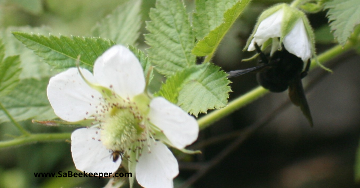 Busy pollinating black bumblebee on raspberry flowers. 