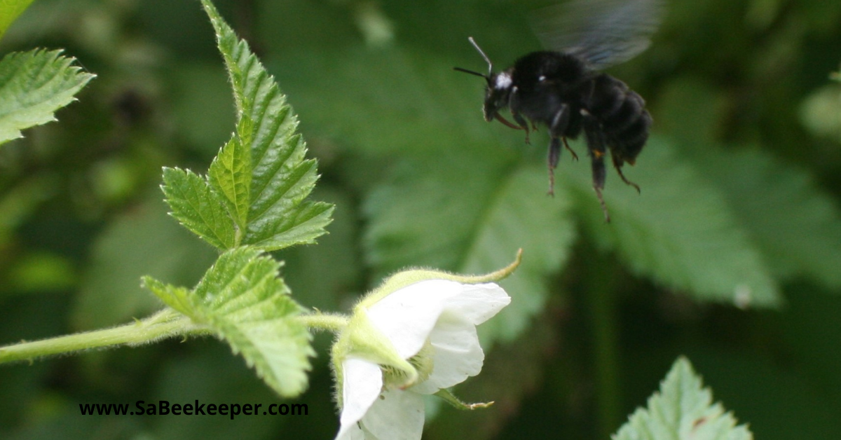Raspberry flowers and a busy pollinating black bumblebee