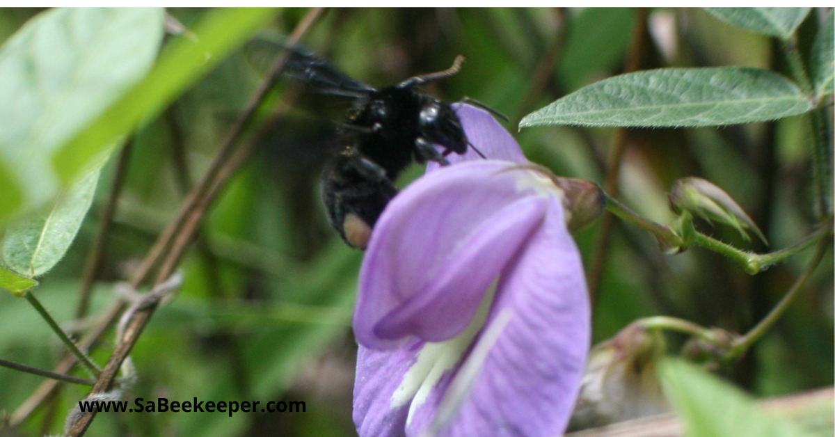A black bumblebee foraging on wild flowers