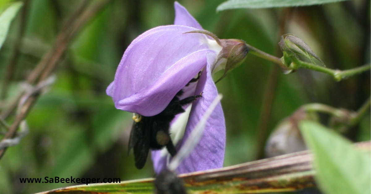 A black bumblebee with pollen foraging in some wild flowers