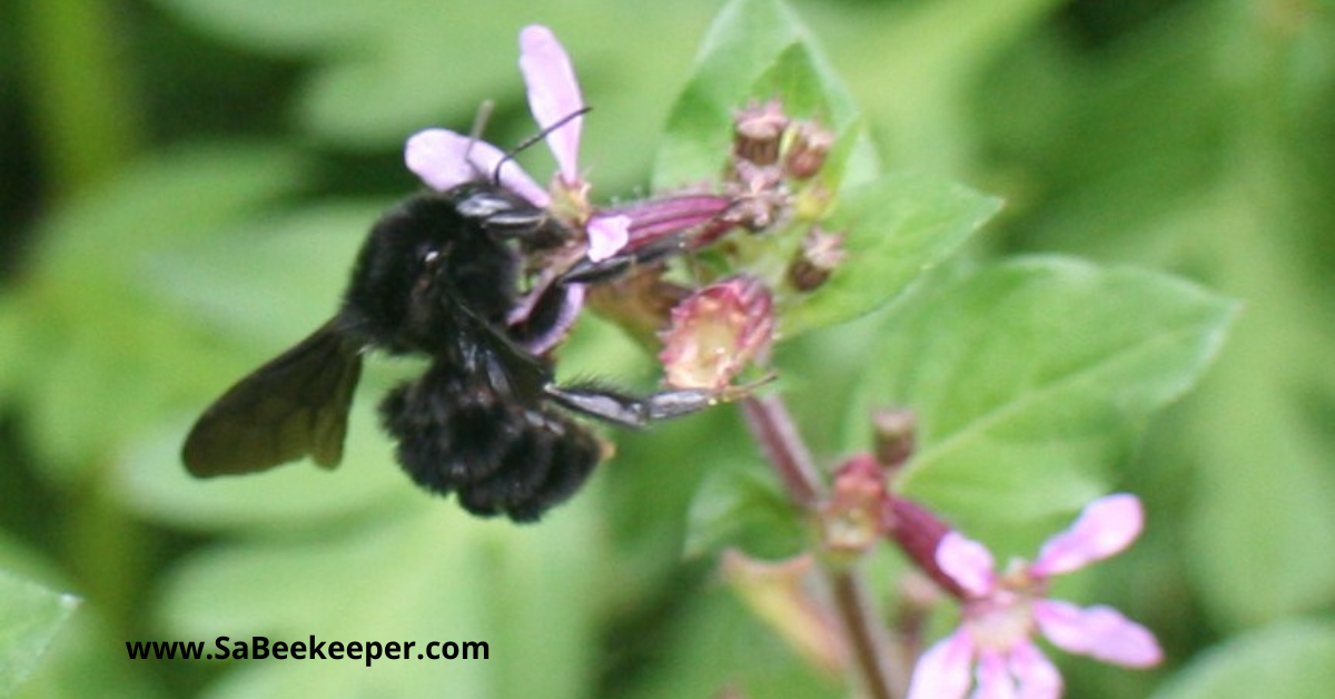 A small black bumblebee on some wild flowers