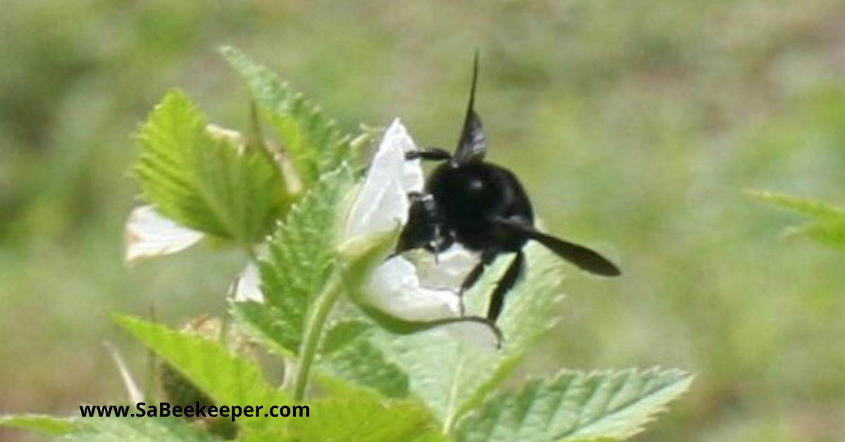 raspberry flowers and a busy pollinating black bumblebee