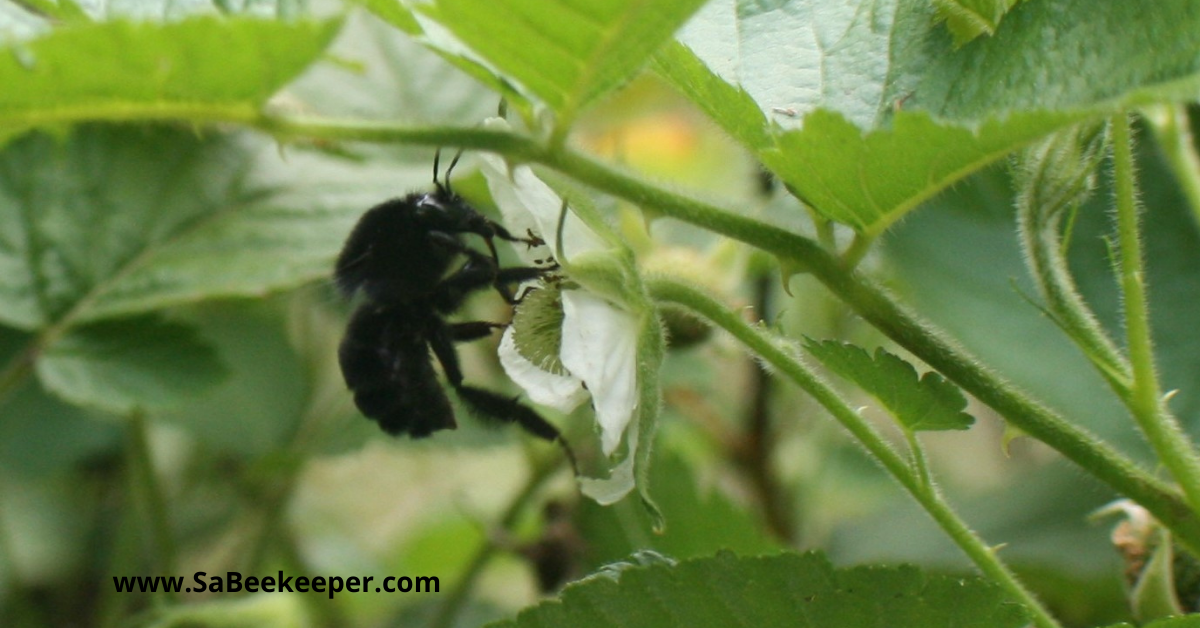 a busy pollinating black bumblebee