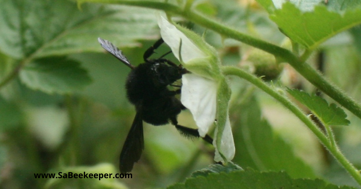 a black bumblebee on flowers