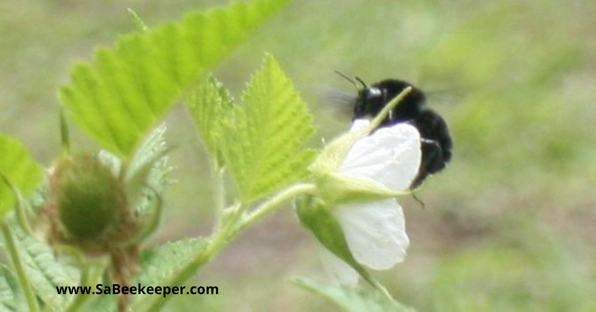 a busy pollinating black bumblebee on raspberry flowers