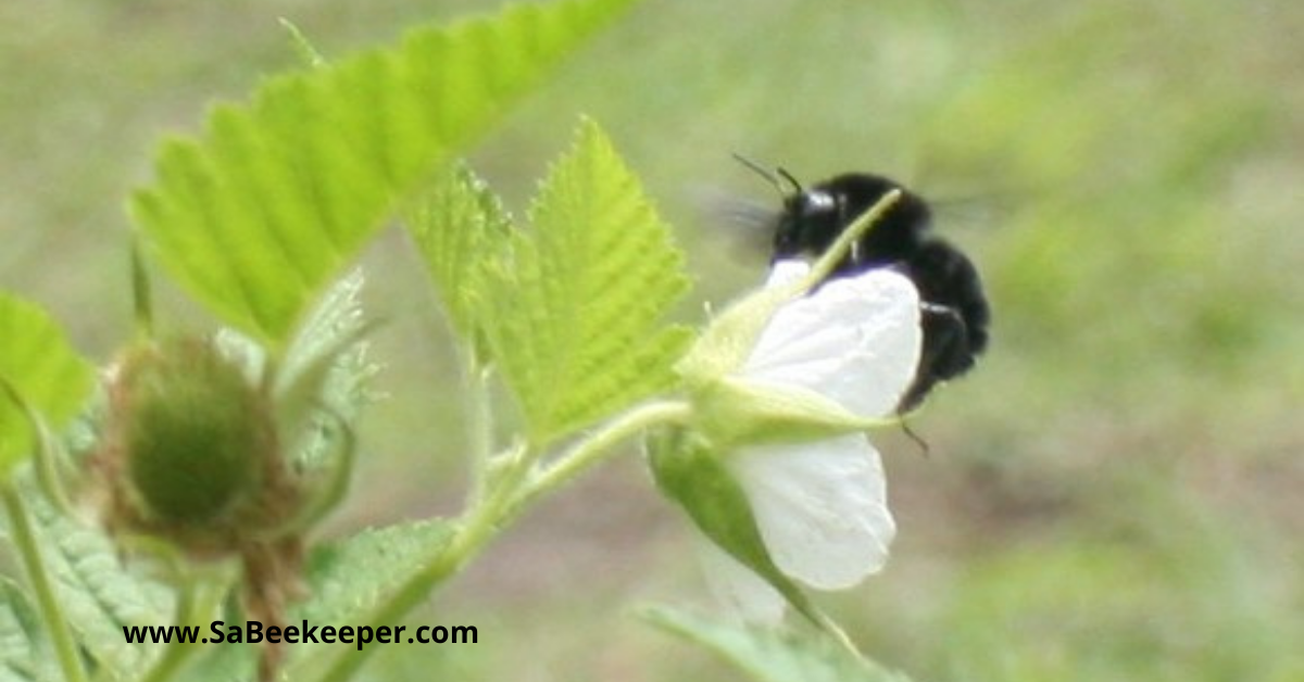  a busy pollinating black bumblebee on raspberry flowers