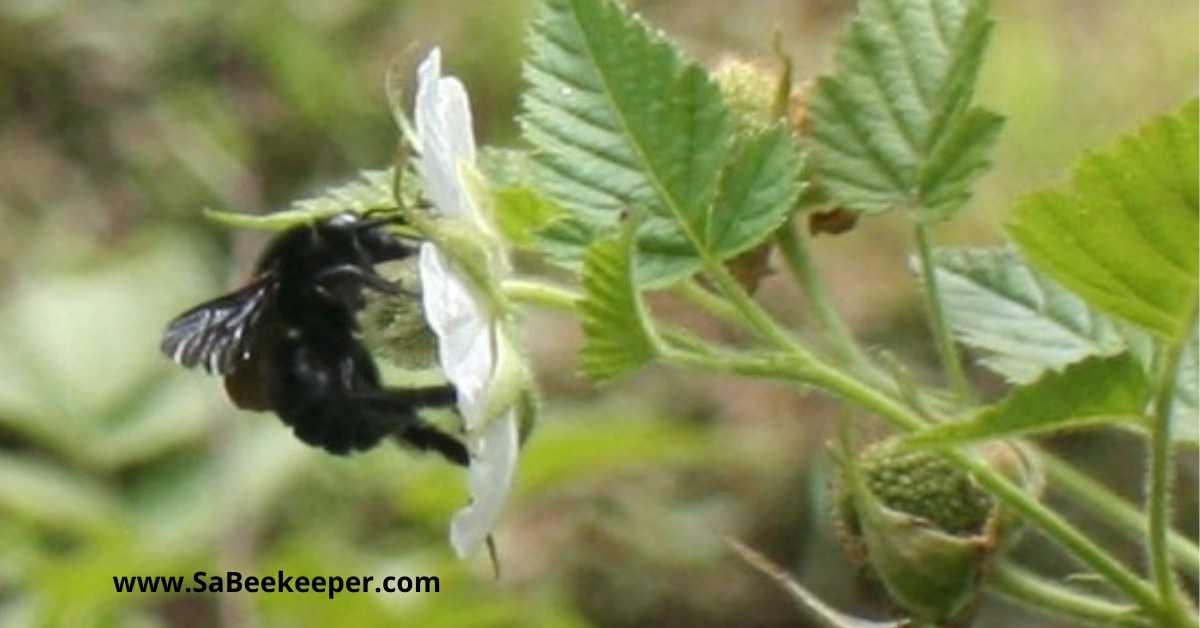 a busy pollinating black bumblebee on raspberry flowers