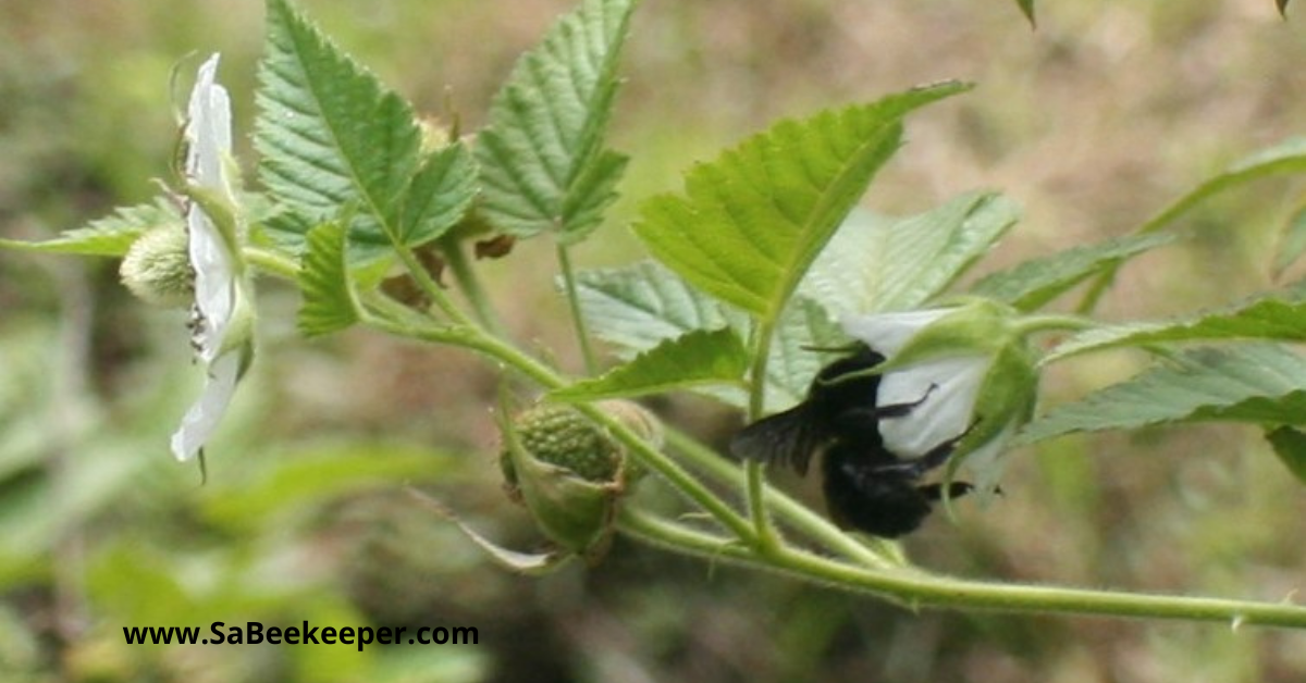 raspberry flowers and a pollinating black bumblebee