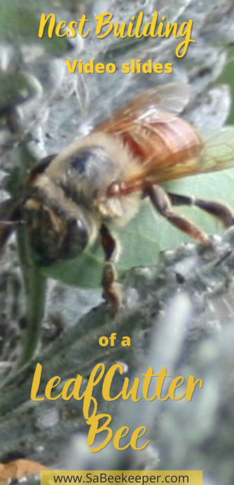 Nest Building video of Leafcutter Bee. A video slide of the red leafcutter bee, bringing leaves and fighting off a wasp to protect her nest.