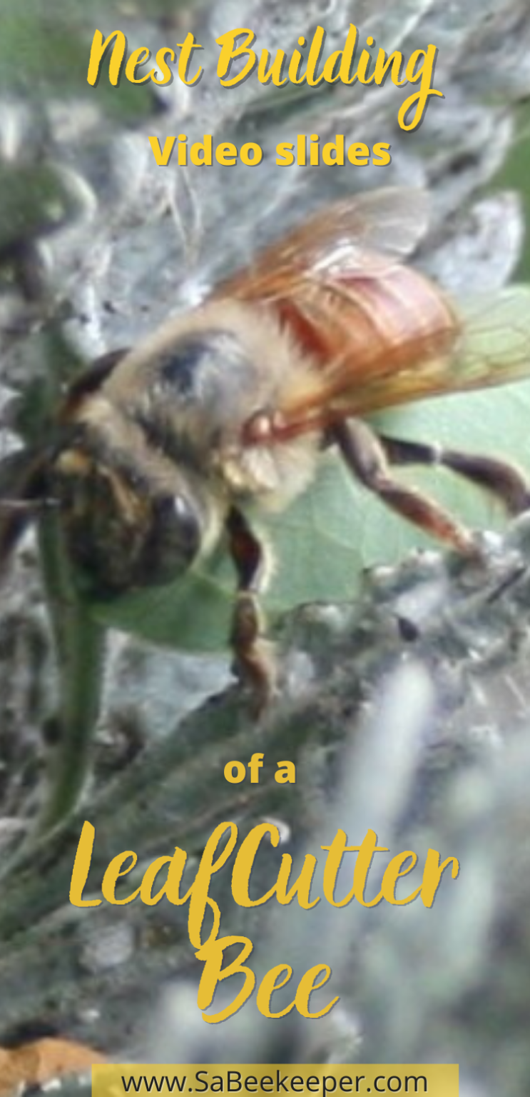 Nest Building video of Leafcutter Bee - SA BeeKeeper