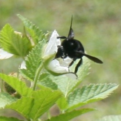 A Busy Pollinating Black Bumblebee