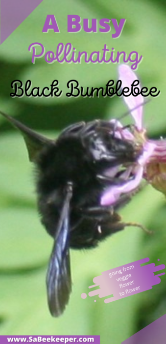 a pinterest photo of a busy pollinating black bumblebee