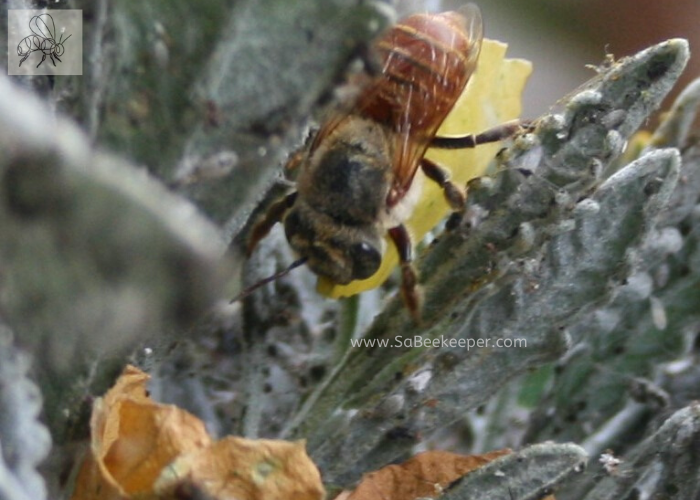 A red leafcutter bee carying a petal to her nest.