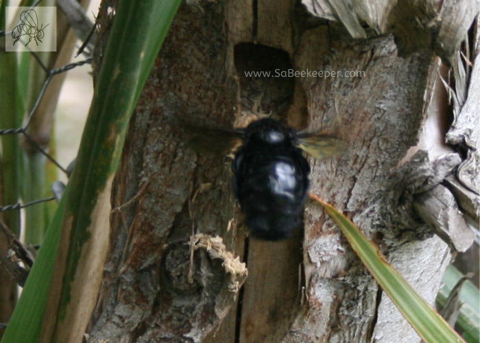 A carpenter bee building a nest and saw dust falling out of the nest build in a soft wood like tree