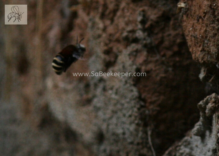 Another bumble bee or solitary bee nesting in holes in an old mud brick wall.