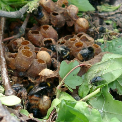 A Bumblebees Life Cycle