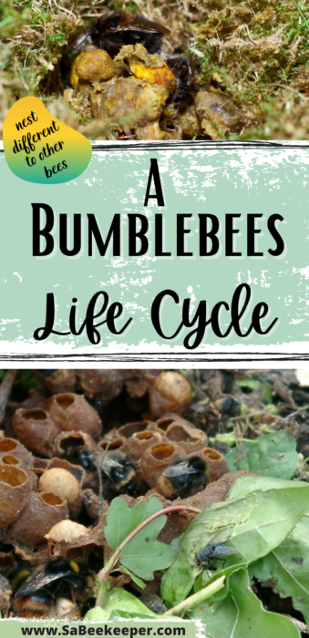 pinterest photo a bumblebees lifecycle