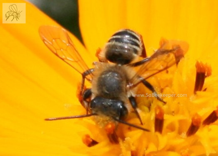 a patchwork leafcutter bee, smaller than others on cosmos flowers collecting pollen and nectar