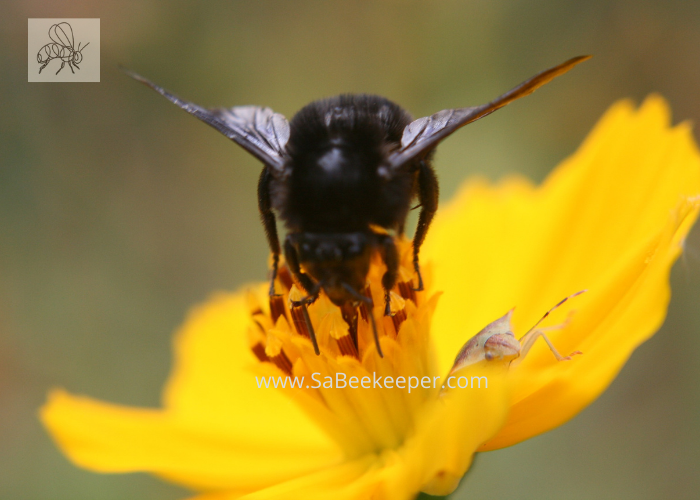 a black bumblebee foraging on a cosmos flower