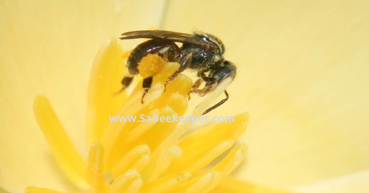 a dark sweat bee with pollen on poppy flowers