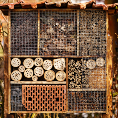 What Bees Live in Bee Hotels