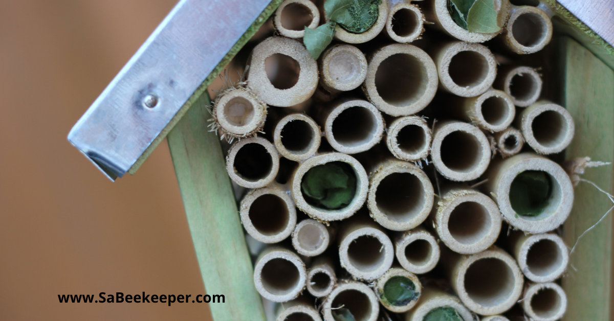 a bee hotel reed and bamboo or piping and leafcutter bees building leafy nests