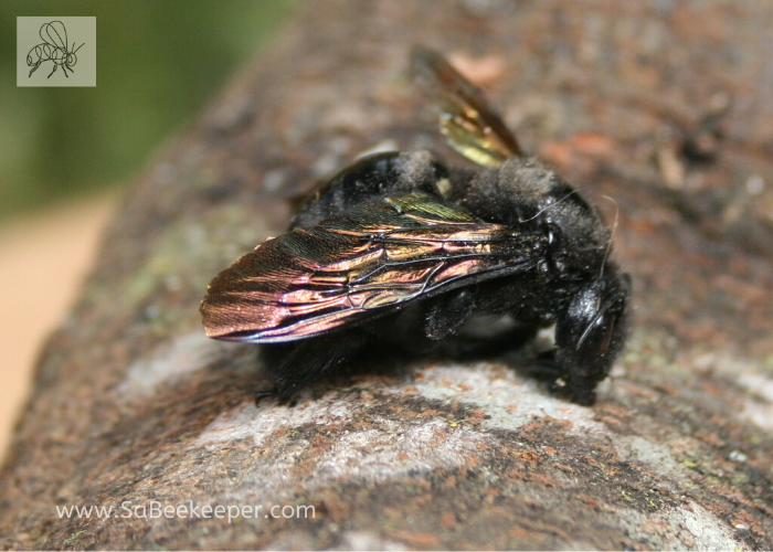 a dead black bumblebee