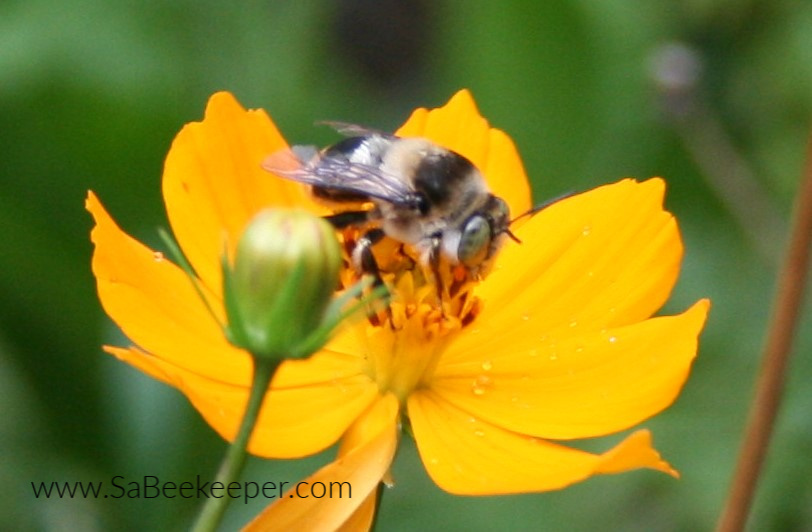 a bumblebee on a yellow cosmos flower