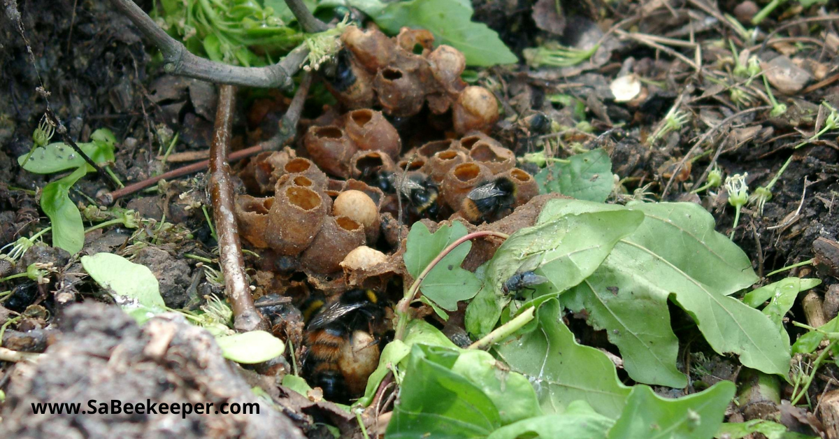 a bumblebees nest of wax pods a bumblebees life cycle