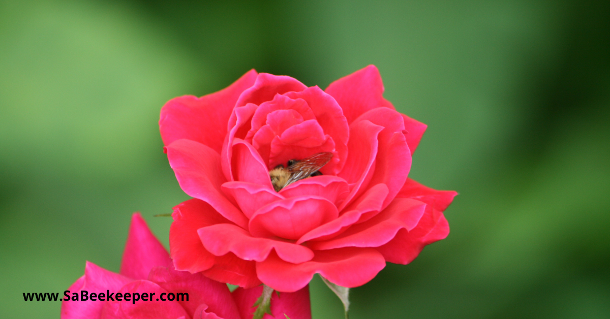 a bumblebee sleeping in a rose flower