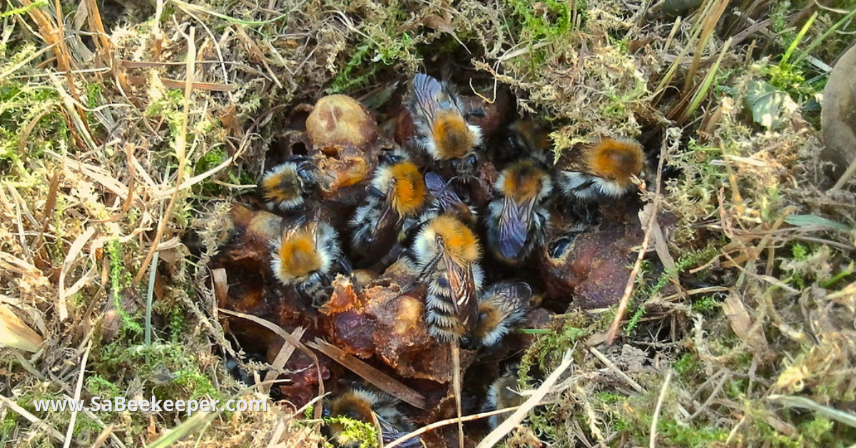 a bumblebees nest
