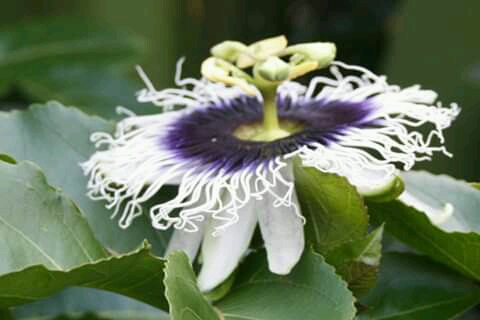 a passion fruit flower showing her pollen