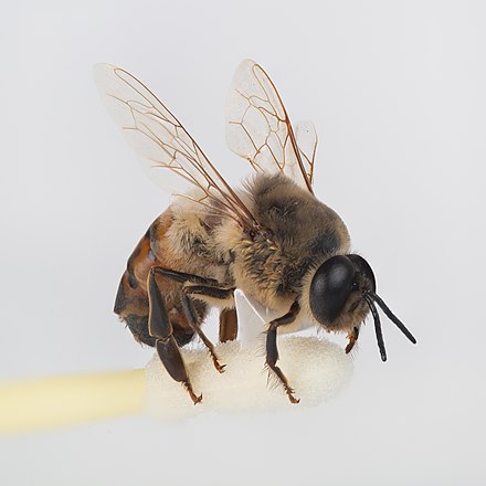 a drone honey male bee