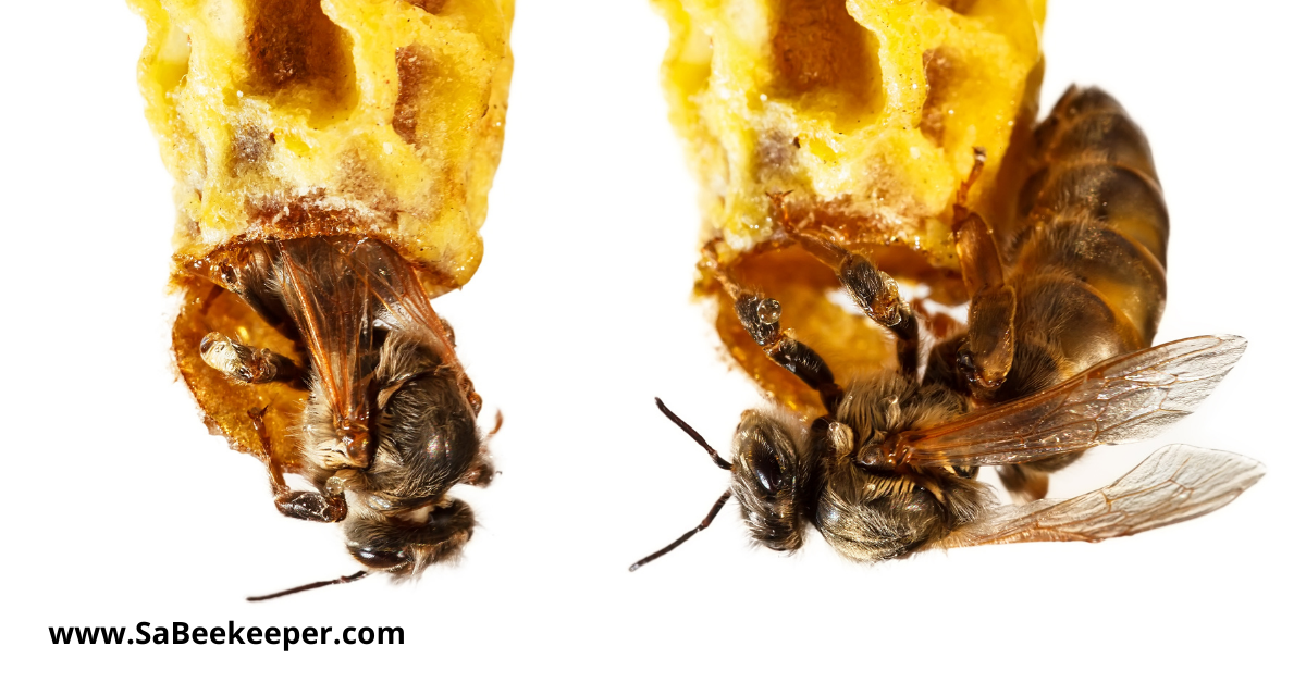 honey queen bee hatching from her cells
