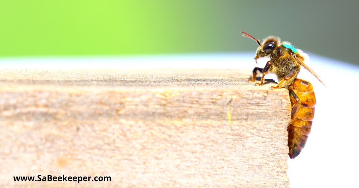 a queen bee alone