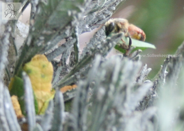 a red leafcutter bee carrying a piece of leaf to her nest she is building in some old lavender plant