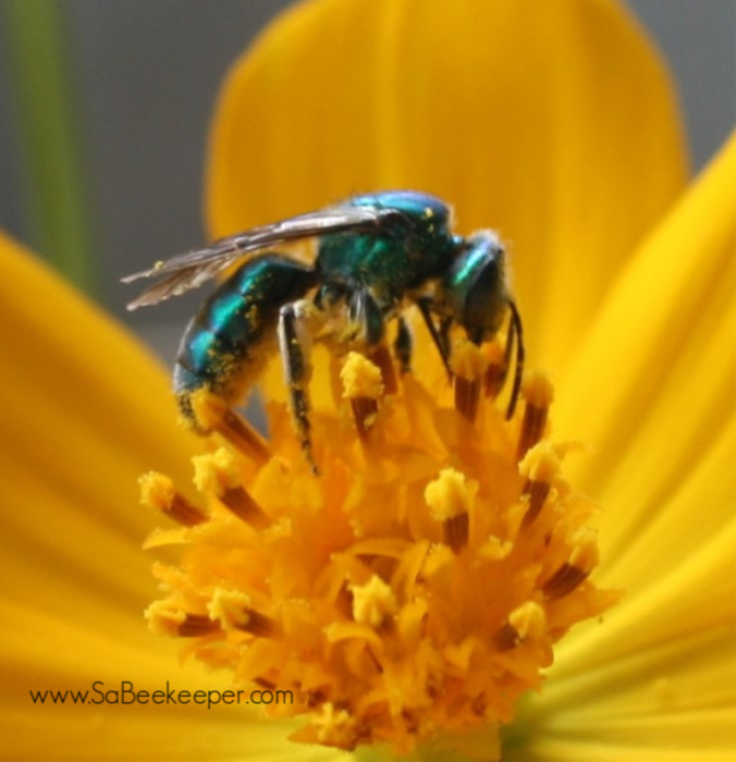 a blue mason bee on yellow cosmos flowers full of pollen