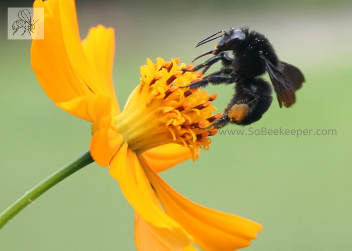 a black bumblebee with pollen on her legs.