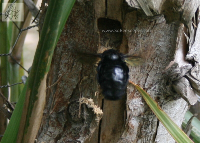 a carpenter bee nesting