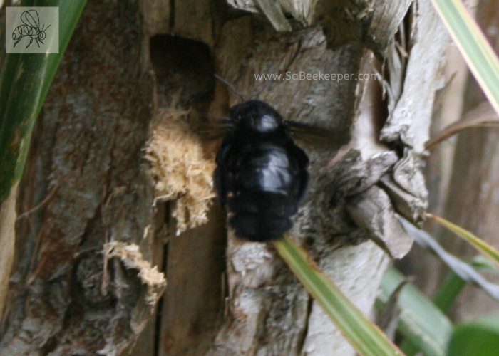 a black carpenter bee nest building in a soft wood tree.