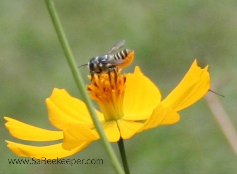 a dark leafcutter bee foraging on a yellow cosmos flower. always having their tail up.