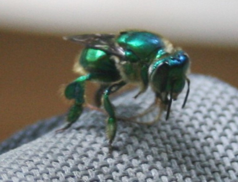 a metallic green orchard bee collecting fragrances from a chair arm rest.