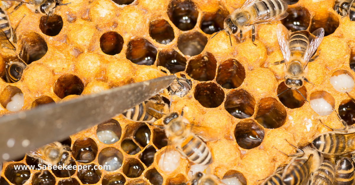 eggs on a honey bees comb the pointing one is describing the fertilization