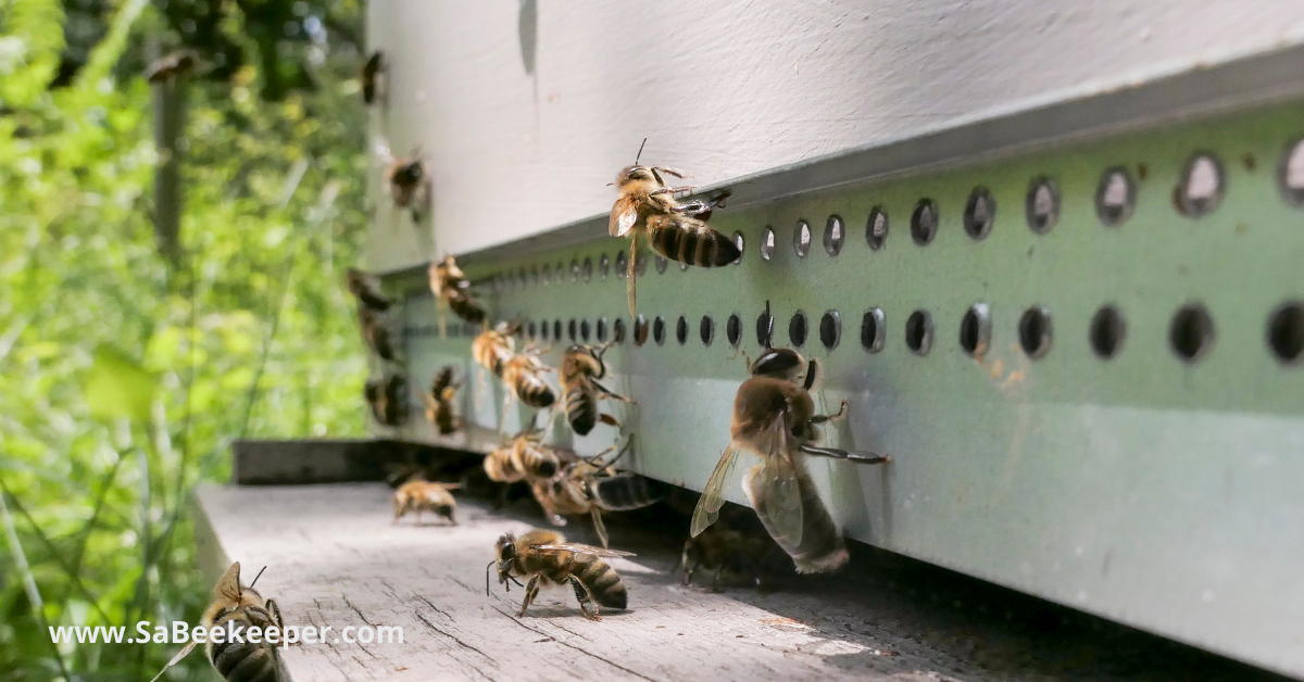 a beehive and honey bees and a drone facing us