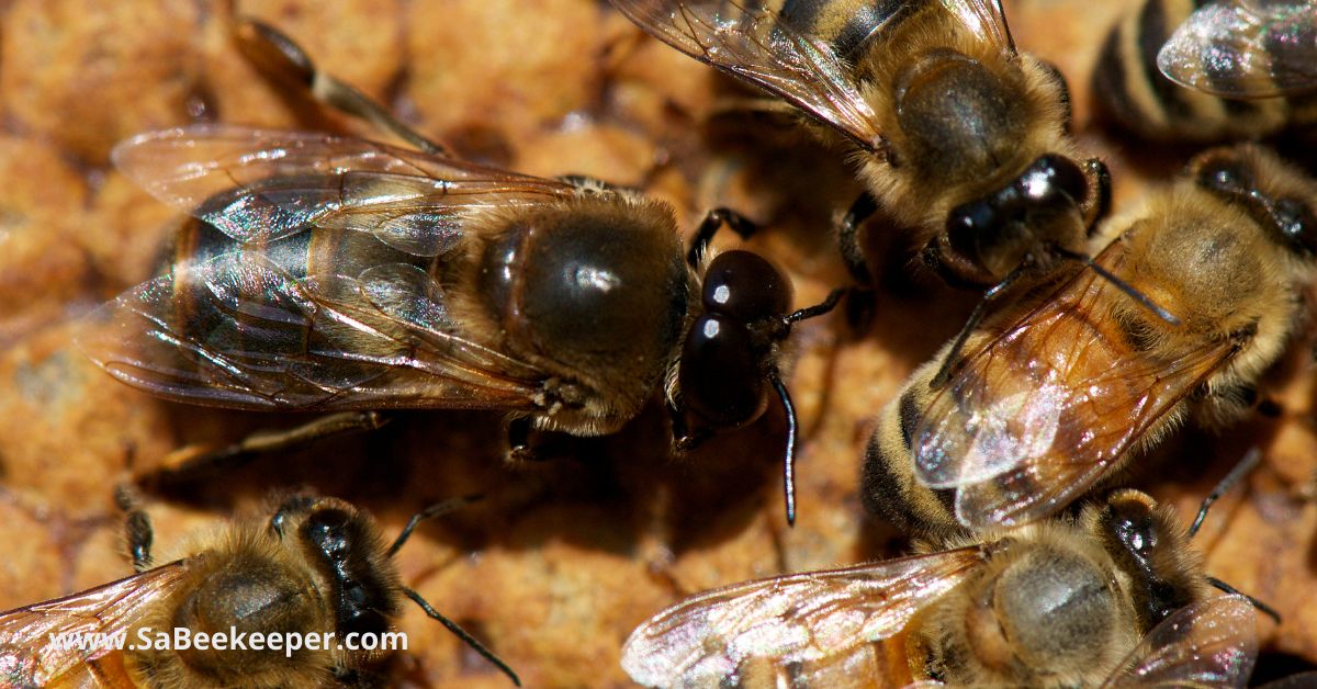 a drone bee on the combs and some worker bees