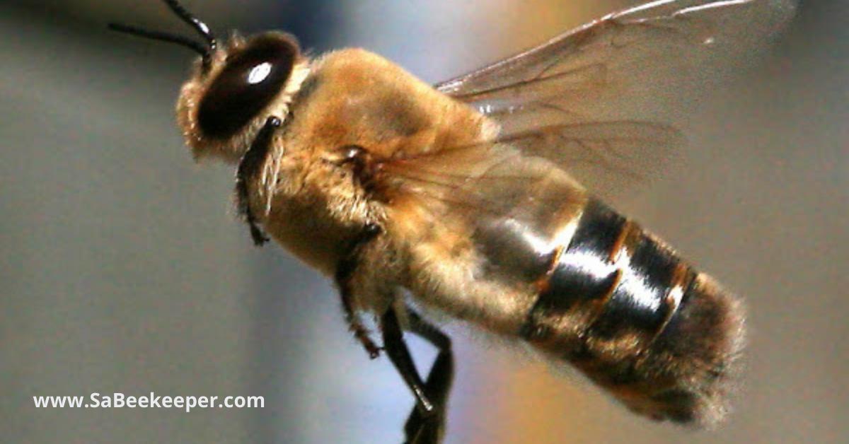 a drone bee in flight