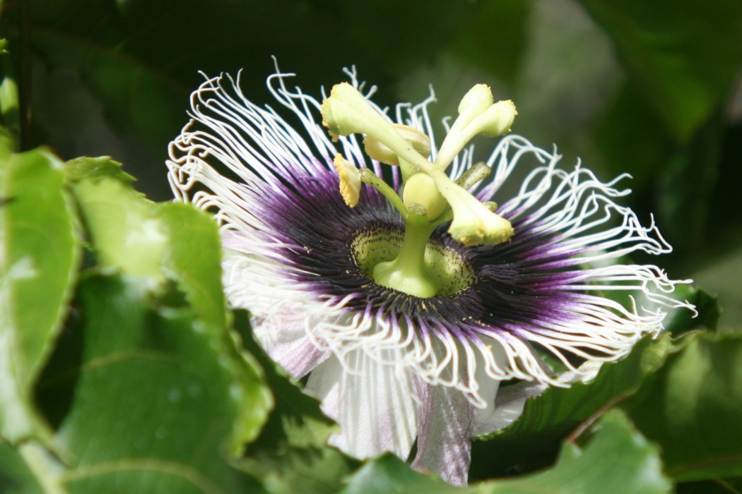 passion fruit flower in full glory
