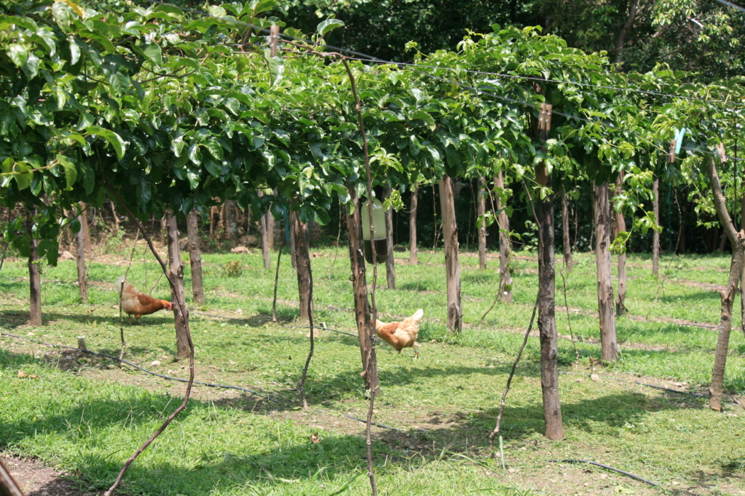 passion fruit vines